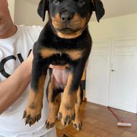 Cuccioli Rottweiler