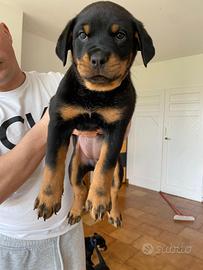 Cuccioli Rottweiler