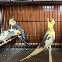 Pappagalli Calopsite MASCHI