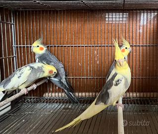 Pappagalli Calopsite MASCHI