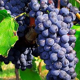 Uva Sangiovese Vendemmia 2026