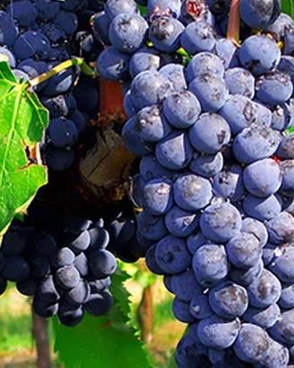 Uva Sangiovese Vendemmia 2026