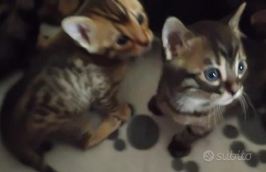 Cuccioli di gatto bengala