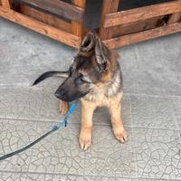 Cucciola pastore tedesco