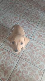 Cuccioli taglia piccola media