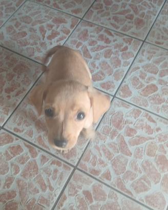 Cuccioli taglia piccola media