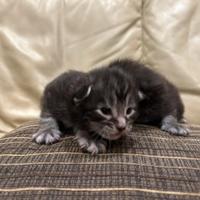 Cuccioli maine coon