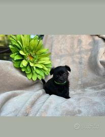 Cucciola piccola taglia nera