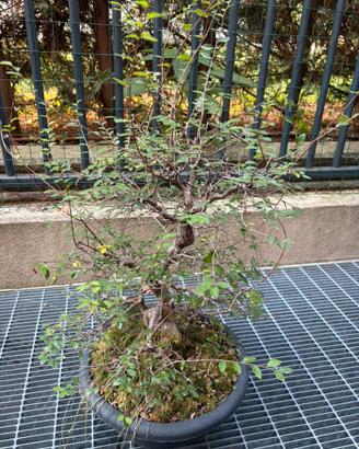 Bonsai olmo
