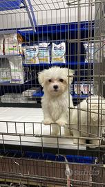 Maltese toy cucciolo
