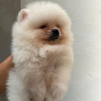 Spitz - Volpini di Pomerania pedigree ENCI