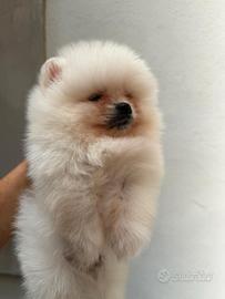 Spitz - Volpini di Pomerania pedigree ENCI