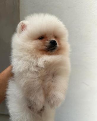 Spitz - Volpini di Pomerania pedigree ENCI