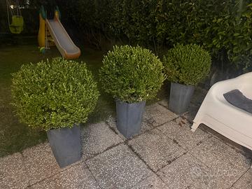 3 piante di bosso/buxus 60/70 cm