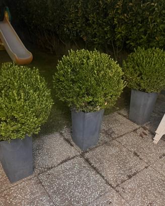 3 piante di bosso/buxus 60/70 cm