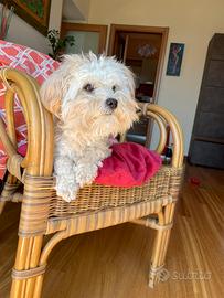 Teddy Maltipoo maschio pronto per monta