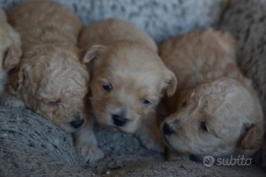 Maltipoo Mini Toy
