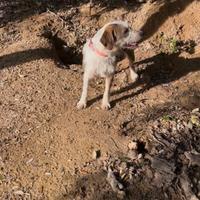 Segugio maremmano pelo forte