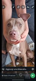 Rednose 9 mesi