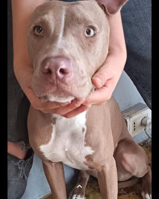 Rednose 9 mesi