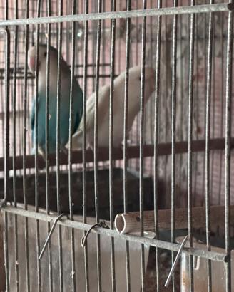 Parrochetti