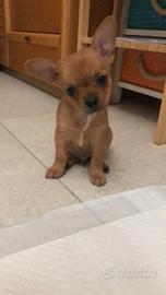 Chihuahua cucciolo Miele