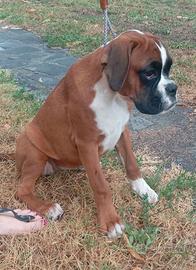 Cuccioli di boxer