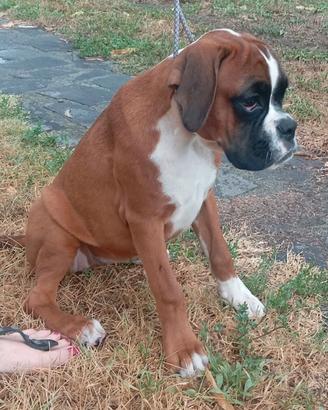 Cuccioli di boxer