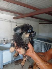 Spitz pomerania 
