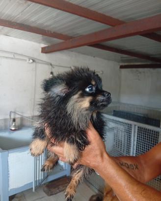 Spitz pomerania 