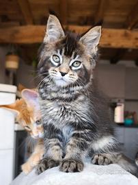 Maine coon