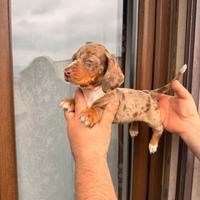 Cuccioli di bassotto Arlecchino cioccolato