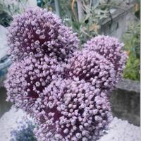 bulbi aglio gigante/elefante