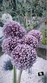 bulbi aglio gigante/elefante