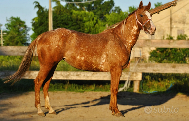 Cavalla appaloosa bollino oro