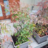 pianta Nandina Domestica 