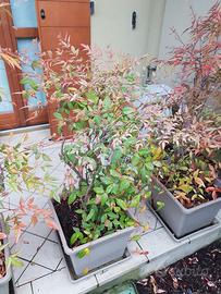 pianta Nandina Domestica 