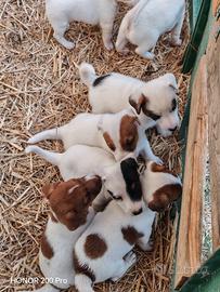 Jack Russell Terrier Cuccioli