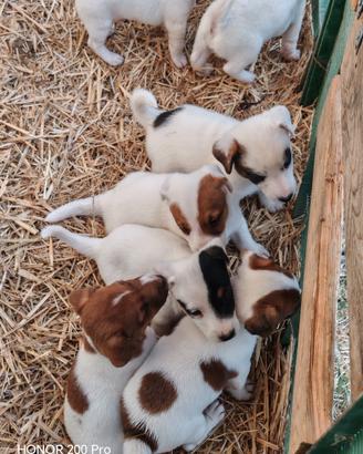 Jack Russell Terrier Cuccioli