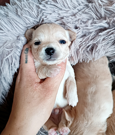 Chihuahua con pedigree pelo lungo