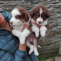 Cuccioli australian shepherd super