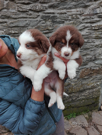 Cuccioli australian shepherd super