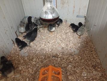 Pulcino di australorp in purezza