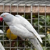 Parrocchetto dal collare