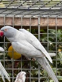 Parrocchetto dal collare