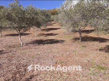 AMPIO TERRENO CON ULIVI DI DIVERSA VARIETÀ E ALBER