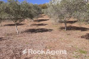 AMPIO TERRENO CON ULIVI DI DIVERSA VARIETÀ E ALBER