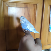 Pappagalli allevati a mano