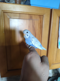 Pappagalli allevati a mano