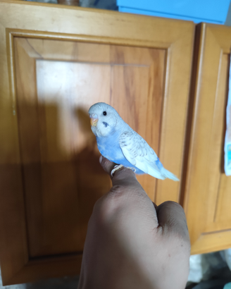 Pappagalli allevati a mano